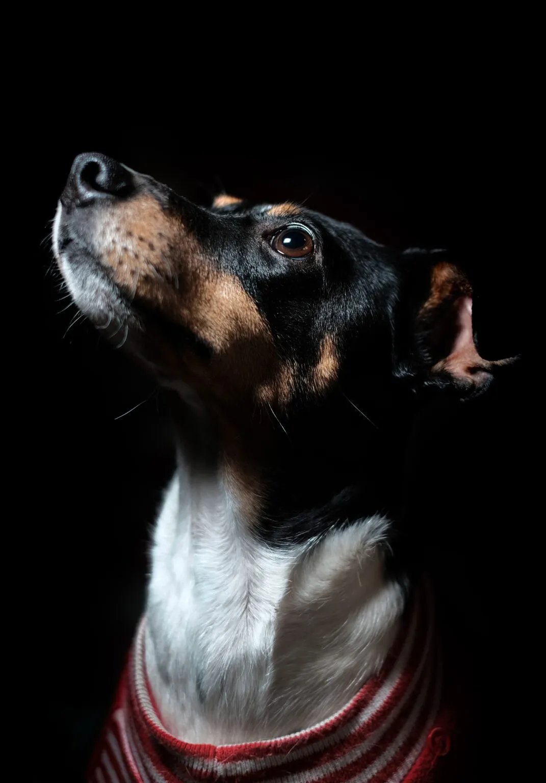 Pets e-commerce prototype