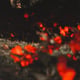 Fading Ember